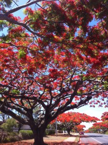 20141124_001029209_iOS