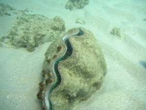 giant clam